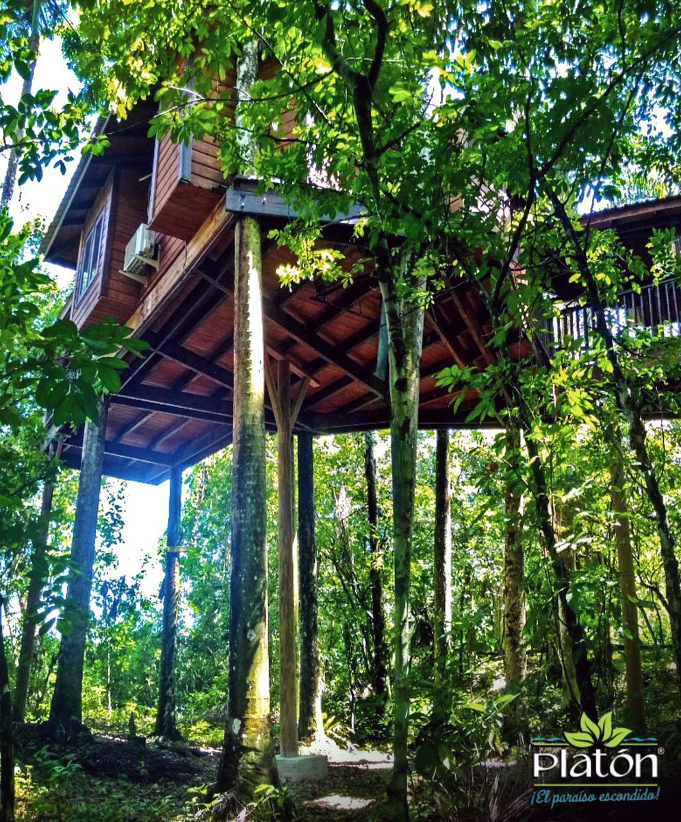 platonecolodge's tweet photo. #casaenelarbol #treehouse #cabinstyle #palmas #palmtrees #naturelovers #ranchoplaton #barahona #elsureshermoso #DominicanRepublic https://t.co/7pPB8HJFgI