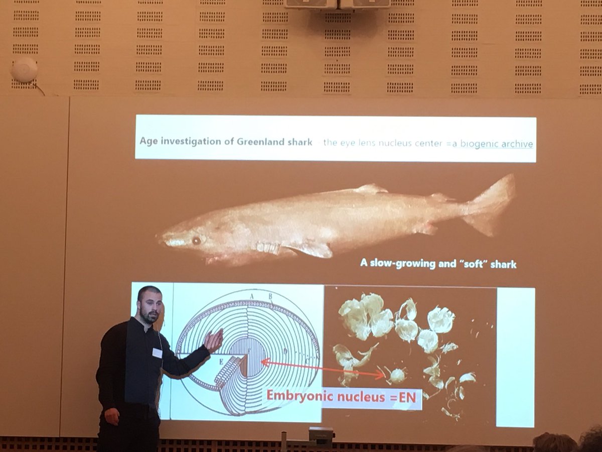 GCRC_GINR's tweet photo. Impressive work by @juniel85. Extreme #longevity of the #Greenland #shark #danskehavforskermøde https://t.co/eGt3zDoTAR