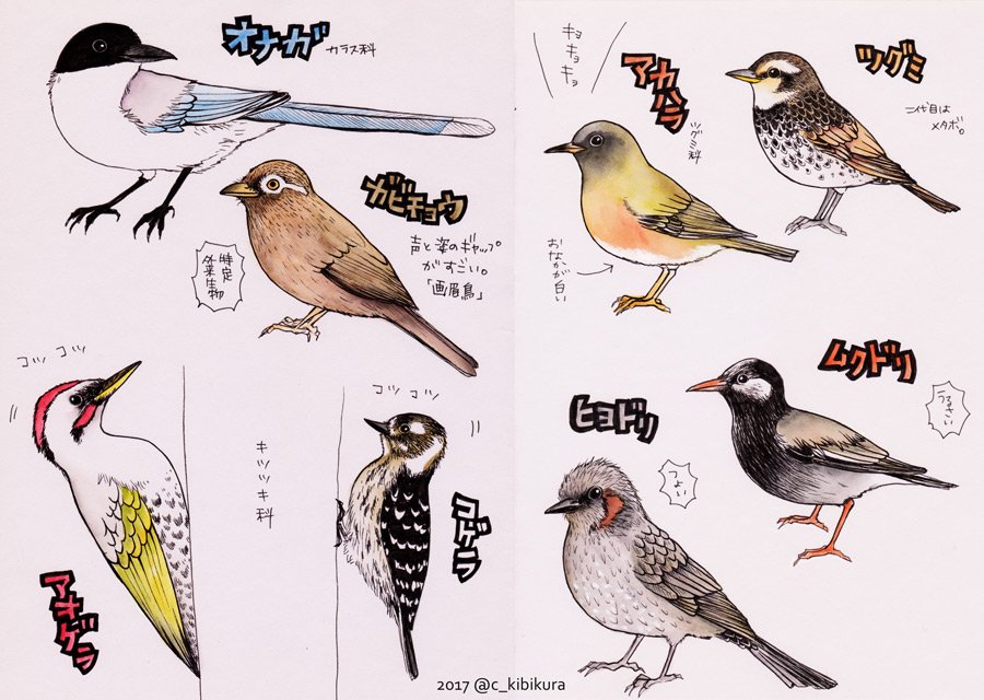 キビクラチサト 親が庭に来る鳥たちの名前を憶えないので 画用紙に描いたよ キツツキ科が１番なんか難しかった 本当はキジバトも 来るけど省いた ビンズイは 本当にビンズイなのか違う鳥なのかちょっと微妙かな もしかしたら他の鳥も来てるかもしれ