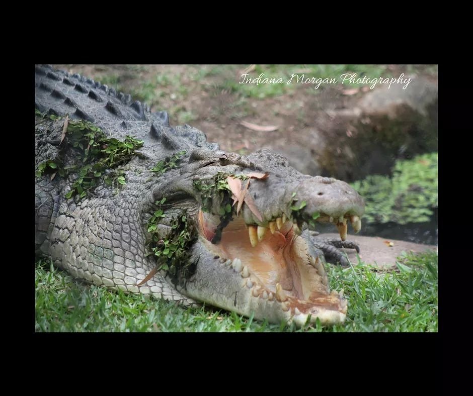 indiphotograph's tweet photo. #crocodile #australia #photography #wildlifephotography #naturephotography https://t.co/WR9zOTofTA