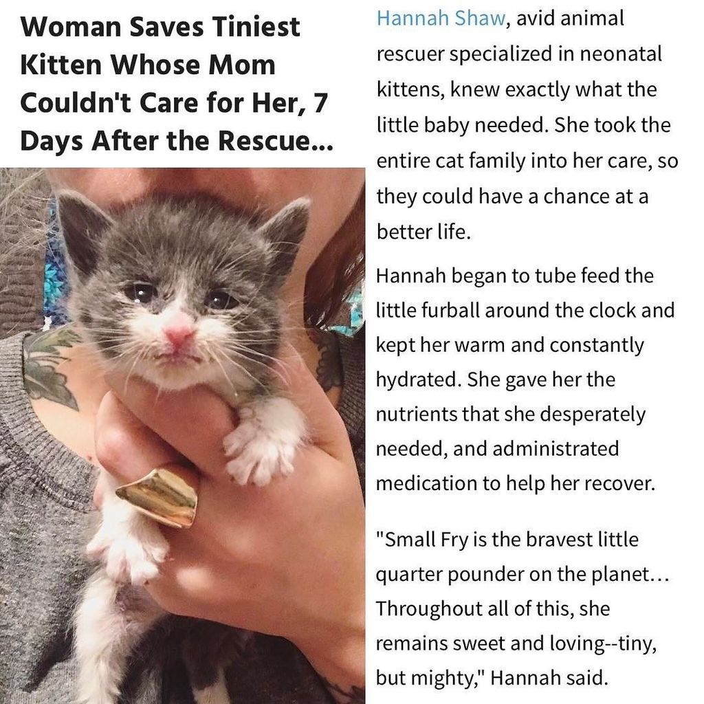 kitten lady tiny but mighty