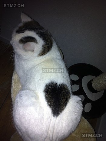 stmz_ch's tweet photo. #Katze #vermisst https://t.co/C81BHZ0DLV 5632 #Buttwil #weiblich gefleckt weiss grau Kurzhaar https://t.co/vc50EyQ7Ad