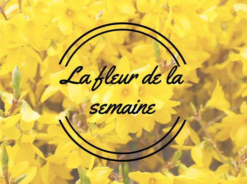 RoundupJardin's tweet photo. Surnommé la Marée d'Or, le Forsythia fleurira dès février pour former une haie lumineuse presque sans entretien...#inspirationjardin https://t.co/XzFH5RniA8