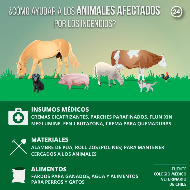 24HorasTVN's tweet image. ¿Quieres ayudar a los animales afectados por los incendios forestales? Conoce los puntos de acopio → 24horas.cl/nacional/punto…