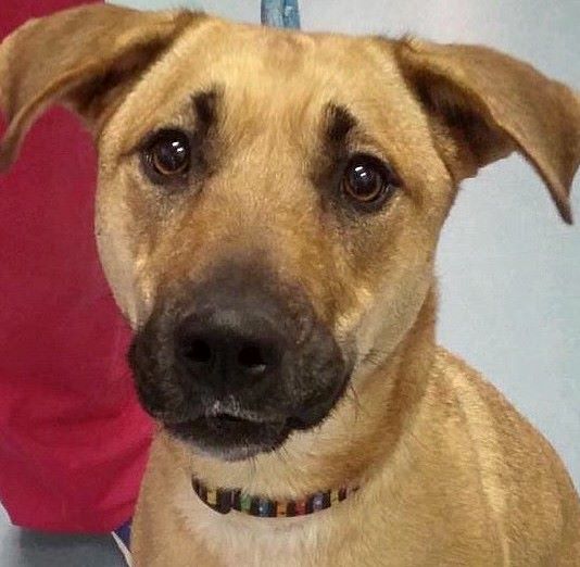 London Animal Care tweet media