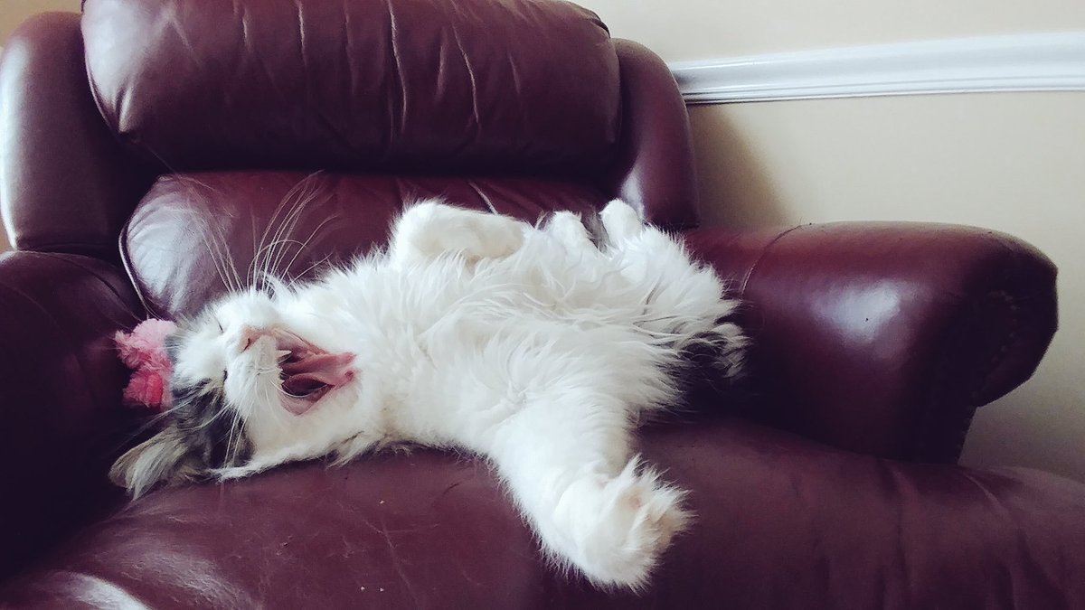 TheRealJaxCat's tweet image. The struggle is real today 😴😴#CatsOfTwitter