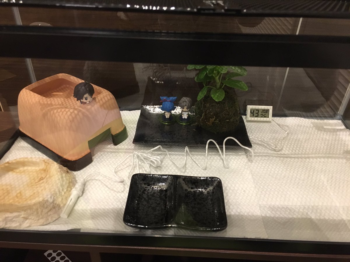 ミムラミイ レオパ水槽来たのでざざっと洗ってとりあえずあるものだけ入れたよ あとはシェルターもうひとつ 苔玉の周りに白いツヤっとした石 ごちゃごちゃっと何か和風なもの置きたい パネヒ上は28 あるけどパネヒから離れたら普通に室温 加温機追加だな