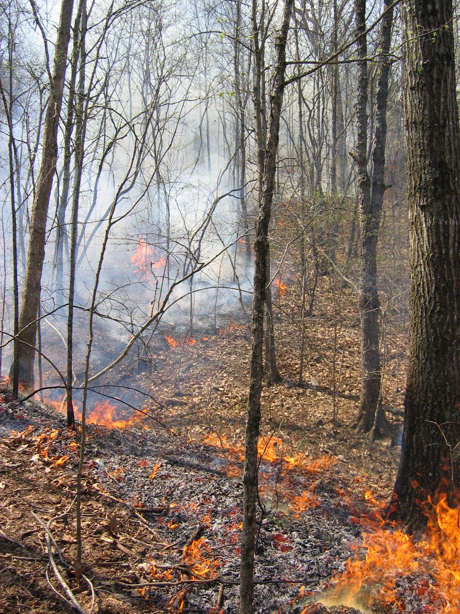 Controlled burns are a great management tool if you are a property owner. Consider putting a burn on your list of things to do this year.