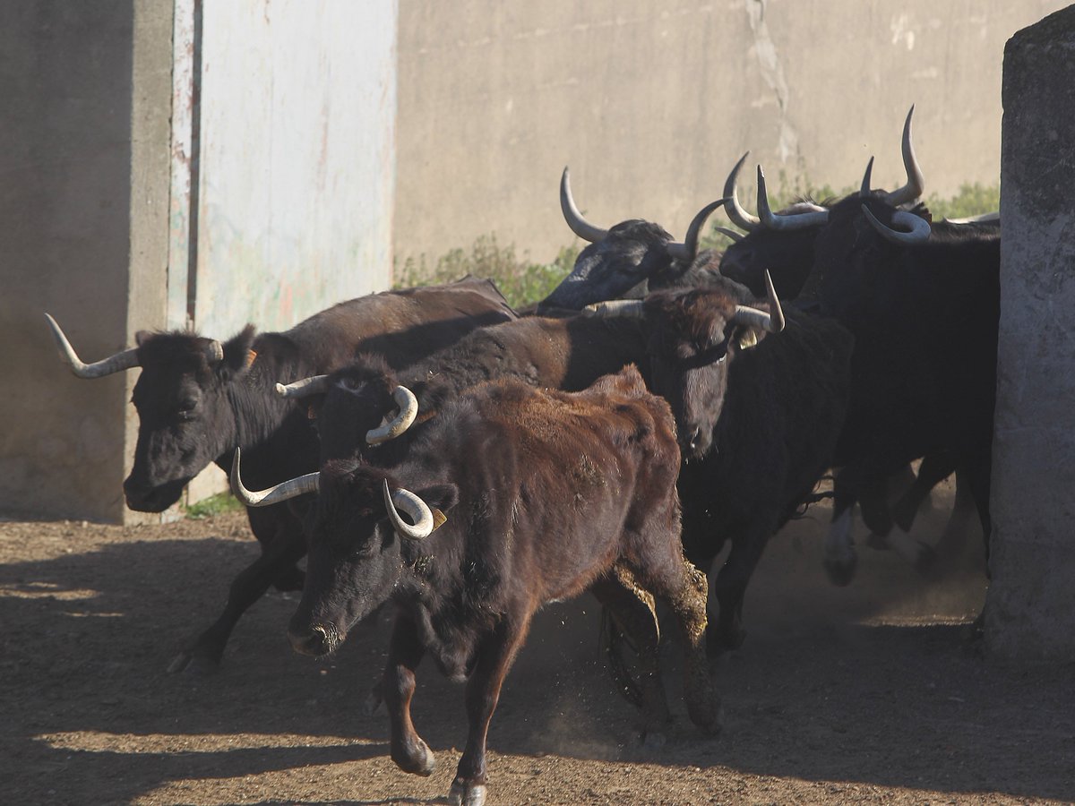 victorinotoros's tweet photo. Saneamiento en la Finca Monteviejo. El manejo del ganado bravo es muy delicado y complicado. https://t.co/ChpLNwJuNm