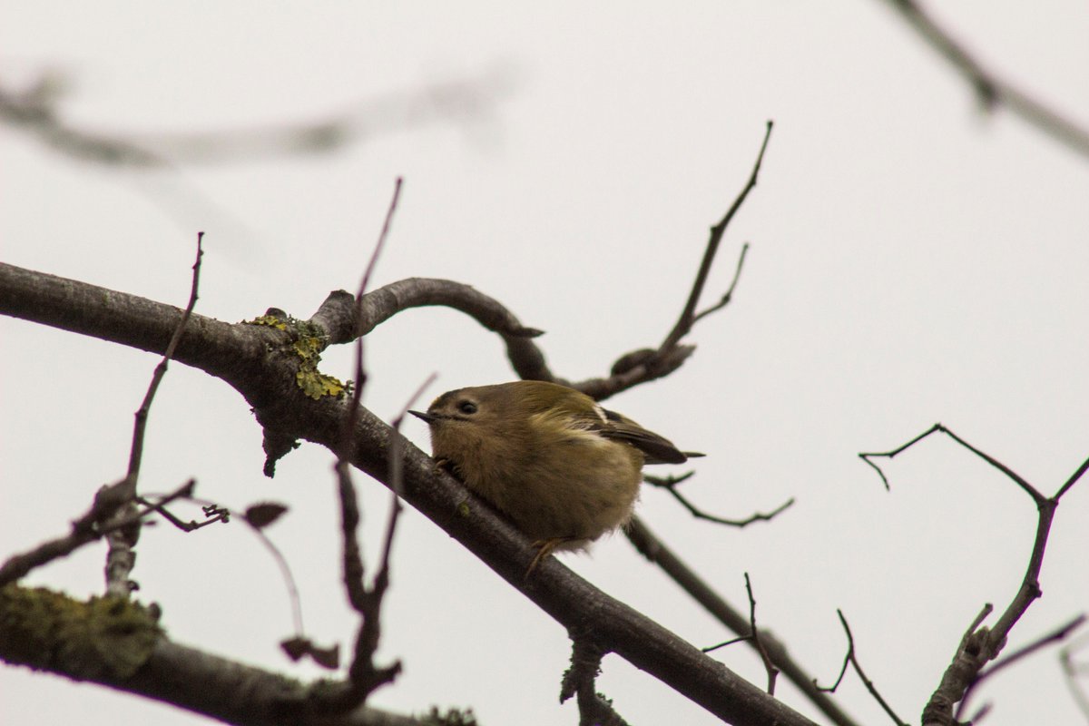 thegeogstudent's tweet photo. New Blog post is up! Just a quick update: The Goldcrest Edition!! 
https://t.co/Q0qOS0pLrg https://t.co/uQQon6aRDv