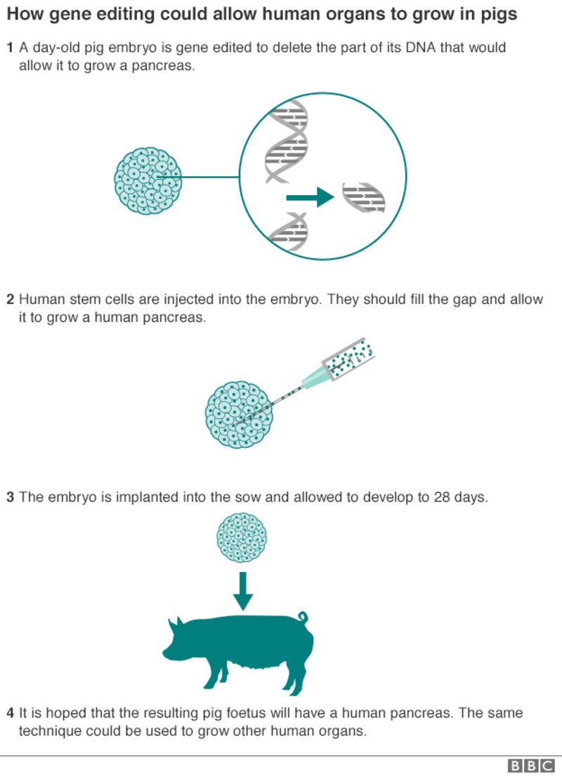 Philippe Berry Injecter Des Cellules Souches Humaines Dans Un Embryon De Cochon C Est Presque Aussi Simple Qu Un Couper Coller