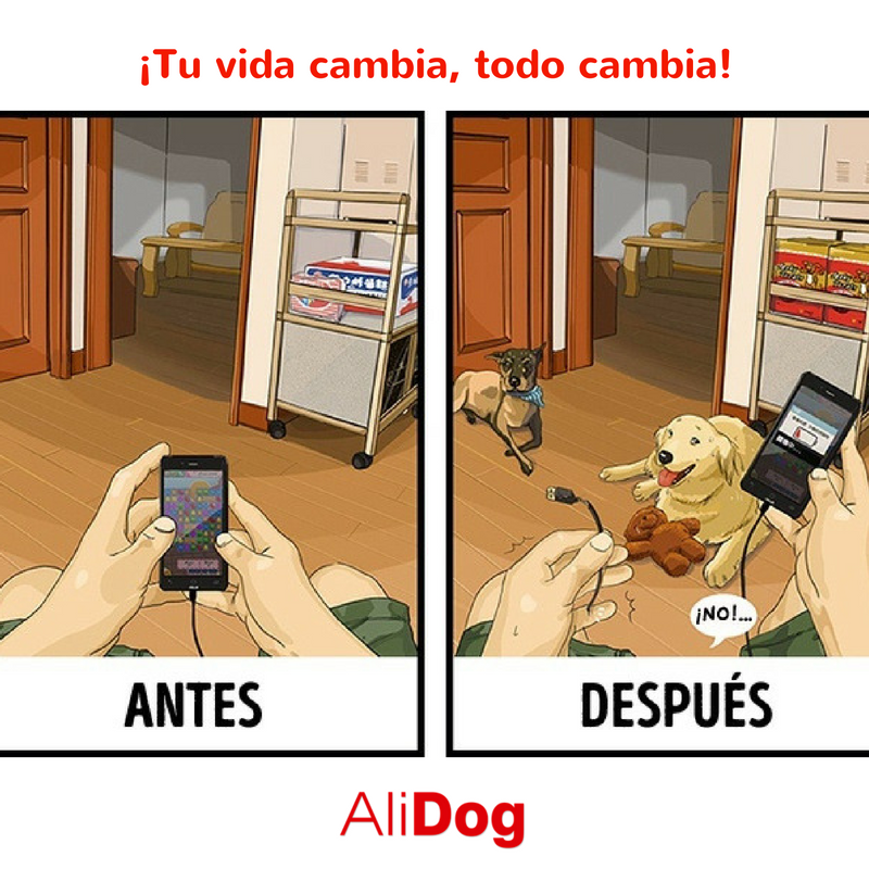Aba_AliDog's tweet photo. Cuando tienes mascotas, en especial perros tu vida y todo cambia, ¿o no? #amamoslosperros #Vidadeperros #dueñodeperros https://t.co/75dnTieMpQ