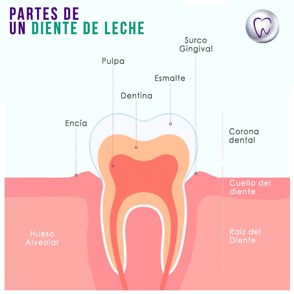 odperla's tweet photo. ¡Conoce las partes de los dientes de leche! #Perla #GrupoOdontológicoPerla #OdPerla https://t.co/c13AzNRuQb