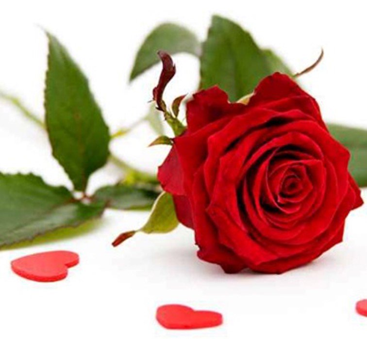 Website updated to detail #Valentine specials thebluebell1nn.co.uk/valentine-menu Book now to avoid disappointment!!