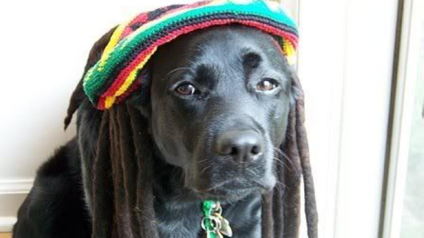 Dogs hotsell love reggae