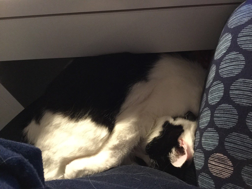 BertieBoycat's tweet photo. Squished up and snoring 😸 https://t.co/Qt64G8xAtR