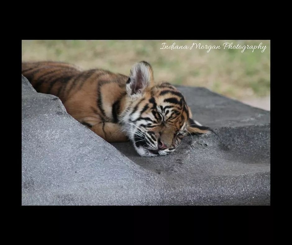 indiphotograph's tweet photo. #tiger #wildlifephotography #naturephotography #baby #sleep #bigcat https://t.co/dtSpFqSqbm