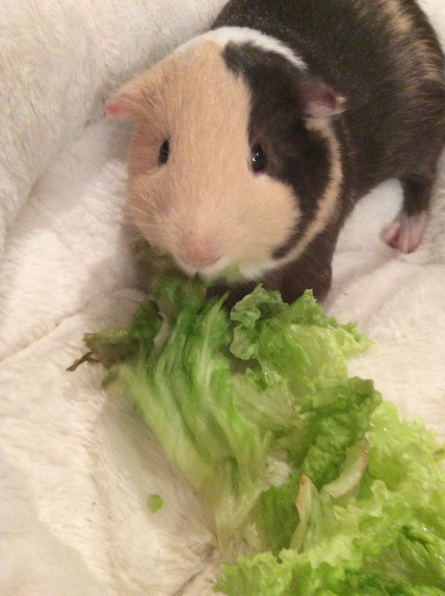 Pet Supplies Plus Hamsters