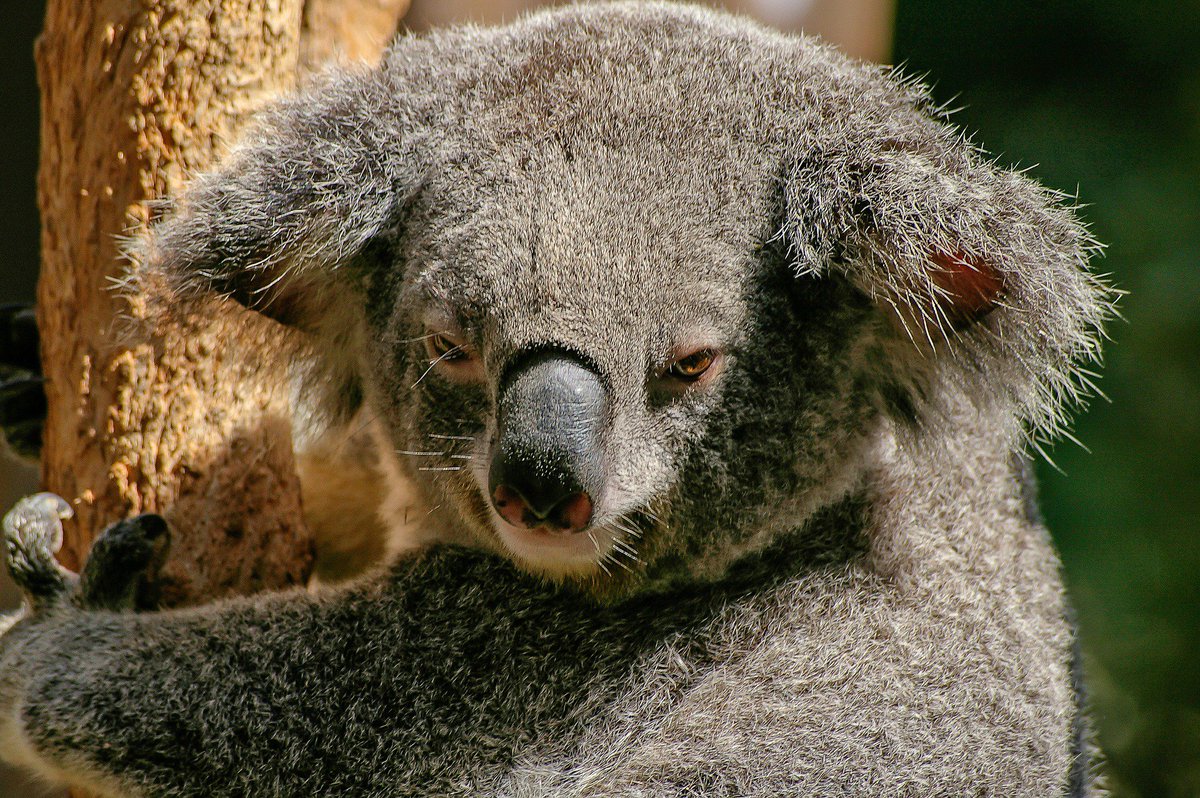 CryptRavenclaw's tweet photo. Happy #AustraliaDay https://t.co/oQuBwJbdZr