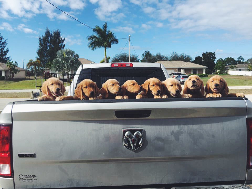 RamTrucks's tweet photo. Having a ruff week? Not anymore.

Photo Credit: Judy D. https://t.co/RSdfA8fexd