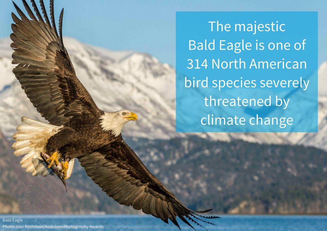 Nearly half of our bird species are severely threatened by #climatechange. We need to #ActonClimate climate.audubon.org #climatefacts