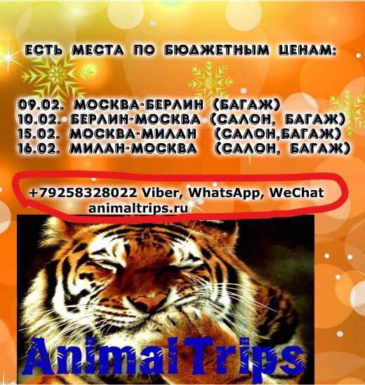 Animal_Trips's tweet photo. animaltrips.ru #AnimalTrips #ДоставкаЖивотных #Перевозкаживотных #доставкакотят #Доставкащенков #ДоставкаСобак https://t.co/xglfIqSWDZ
