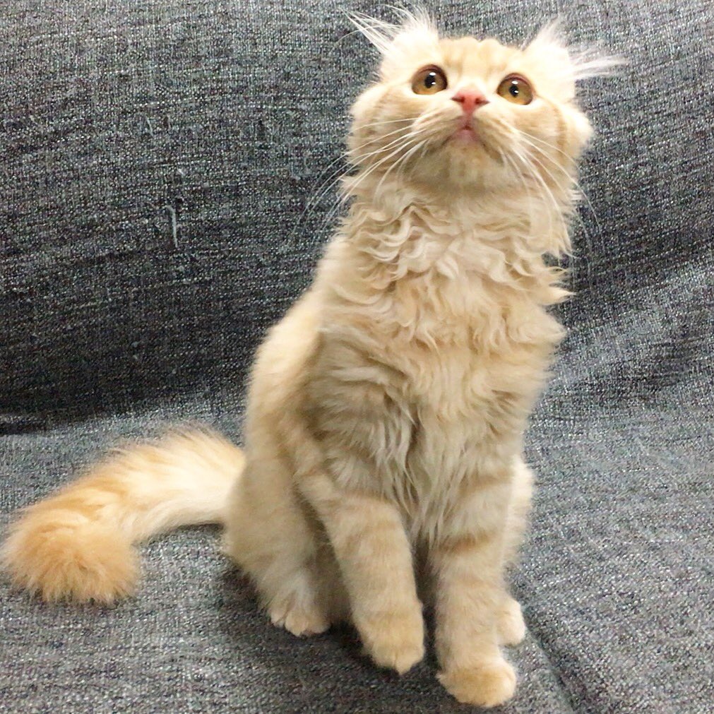 mugi325channel's tweet photo. 送料込みで
オリジナルカレンダーつくりませんか?
【紹介コード:NMDDH】
紹介コードを使って登録・注文すると、1冊390円で購入できます💖
話題のフォトブックアプリ↓
https://t.co/AQBPzmcy1u
#torot
#愛猫カレンダー
#オリジナルカレンダー https://t.co/NzHzClg7rD