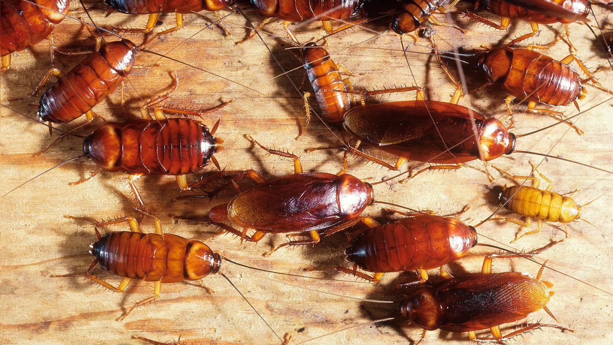 TheOnion's tweet photo. Cockroaches Feeling Very Optimistic About Future Of Planet https://t.co/SsRwoWEYSd https://t.co/suXUA1Szub