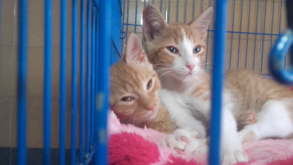 FunHogarAlicia's tweet photo. Estos dos pequeños buscan un hogar 🏡 cambiales su vida,  que ellos cambiarán tu mundo 🌍 #AdoptaNoCompres #adopcion #hogardealicia https://t.co/Gsg59JBaK7