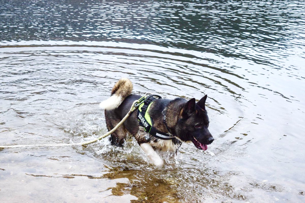 Jazipedia's tweet photo. Gotta love an #akita 🐕💚 https://t.co/QSdpPkUzhN