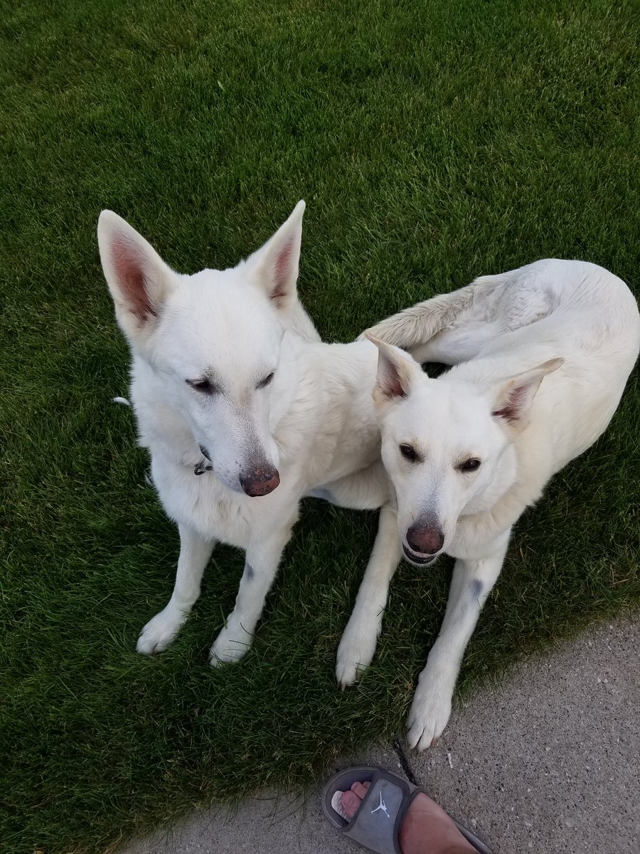 Dylangrieco's tweet photo. @pastorbrad17 @MTShep  White shepherds 8 yrs old https://t.co/yx8yYApwVO