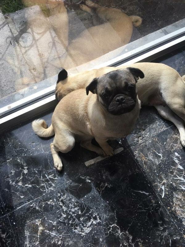 clubpugmty's tweet photo. #AdoptaA Kaleshi 💐
Es una #pug bebe de 6 meses que busca una familia a quien darle mucho amor 💖 Más información en nuestro Facebook 😉 https://t.co/t7t8EDJmll