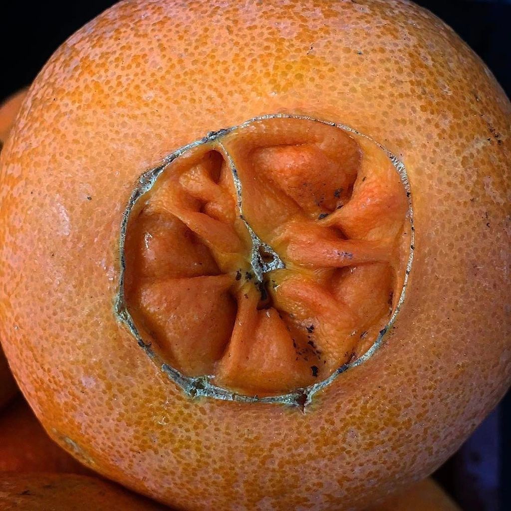 SpecialtyProd's tweet photo. �� Did you know... You can easily identify a Navel orange by it's "belly-button" on it's st… https://t.co/BaKzk9zMkK https://t.co/zYt8btsBJo