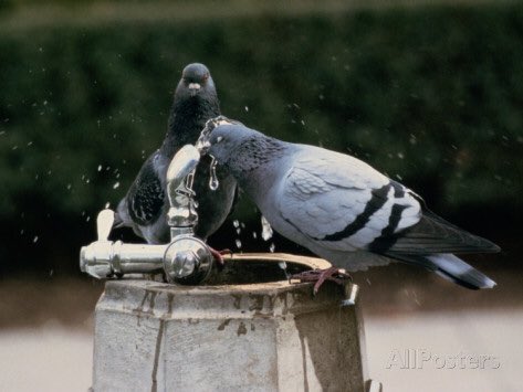 PigeonJon's tweet photo. Dear @realDonaldTrump,

Waterboarding is shit. I Tried it on this bloke. Yep. He still won't tell me who he is working for.

Love  from Jon https://t.co/PCmSr4KGTh