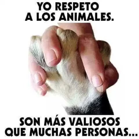 Animalesmsjs's tweet image. — Así es.  🙌😍💓🐶🐱🐯🦁🐮🐻🐹🐸🐒🐿🐾
