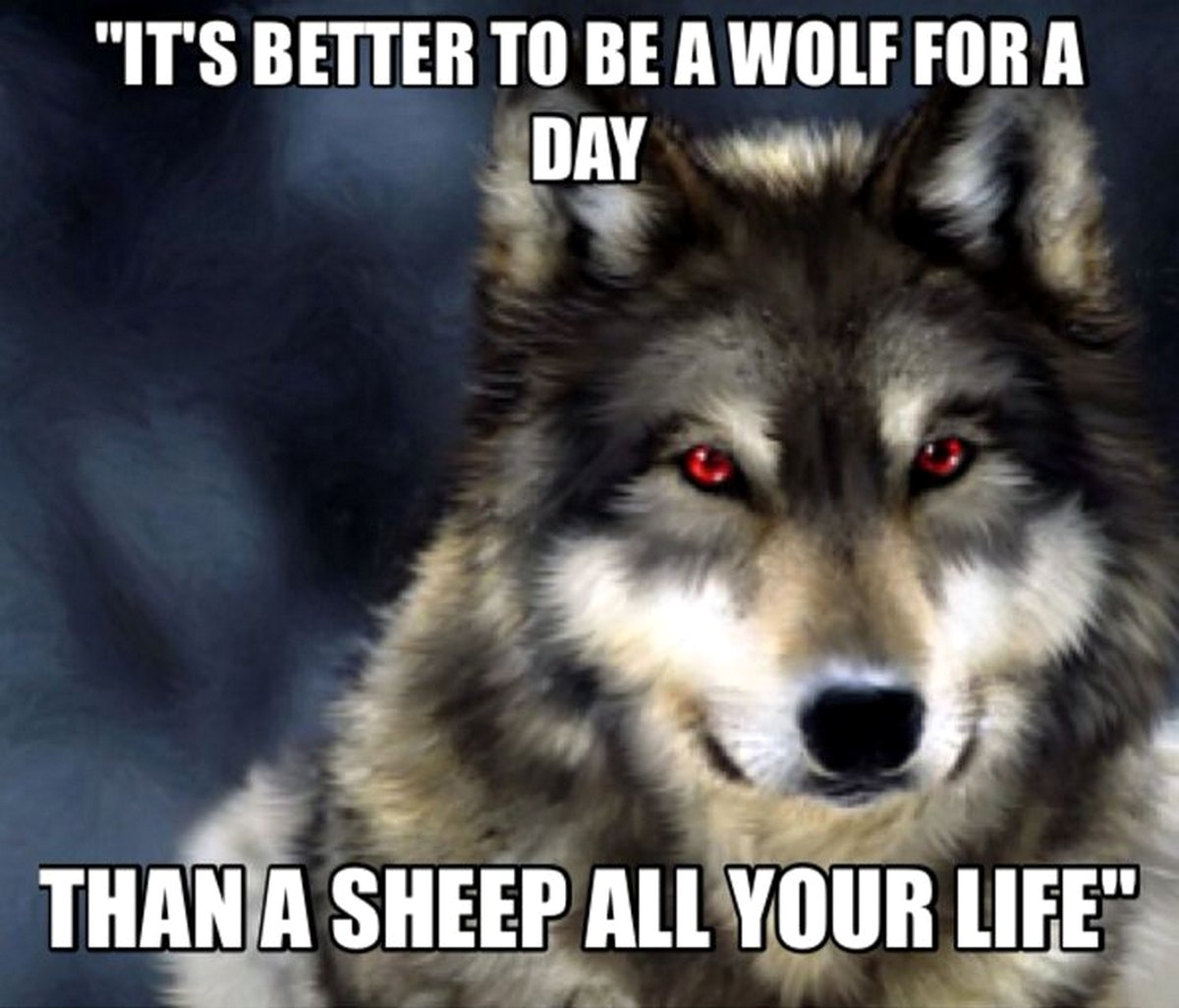 SpecGhost's tweet photo. ~ It's better to be a #wolf for a day than a #sheep all your life ~ #Wilk #PrawoWilka #RightWolf ~ https://t.co/09AIYXAWU2