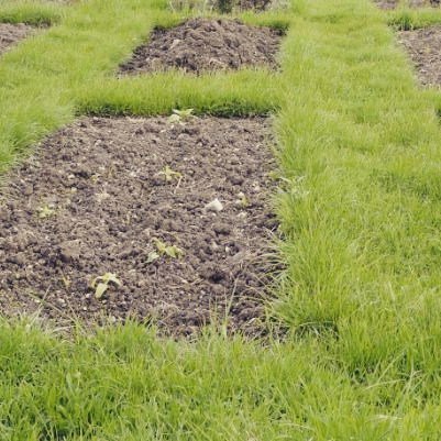 plewsgd's tweet photo. Neat #croprotation #vegetablebeds with grass paths in between #growyourown #gardenlessons … https://t.co/le2HE0tmUh https://t.co/lV2cKLH4RE