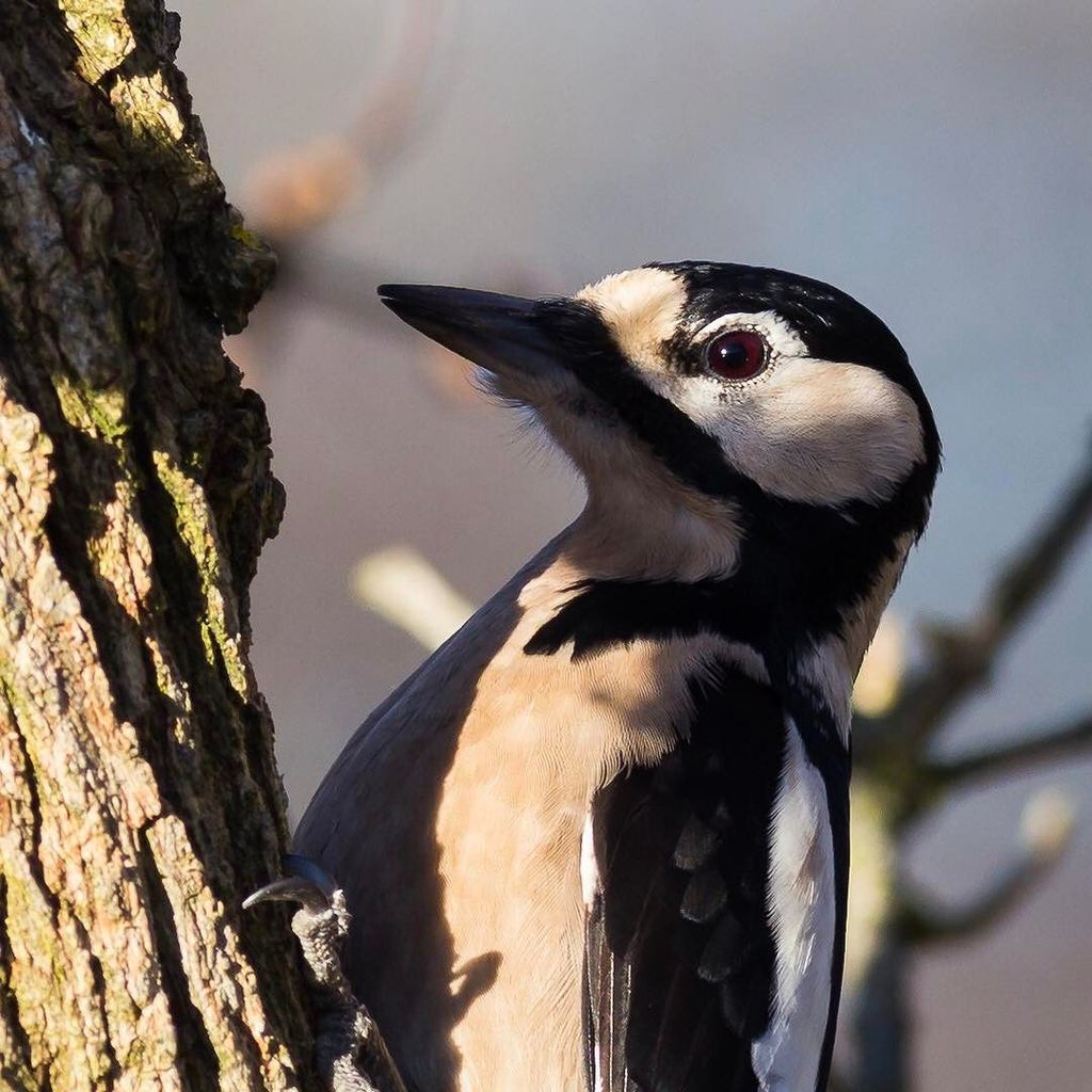 HenrikBerglind's tweet photo. Större hackspett på matjakt. #hackspett #woodpecker https://t.co/yPpwzgj2kN https://t.co/d2dD8Fp81c