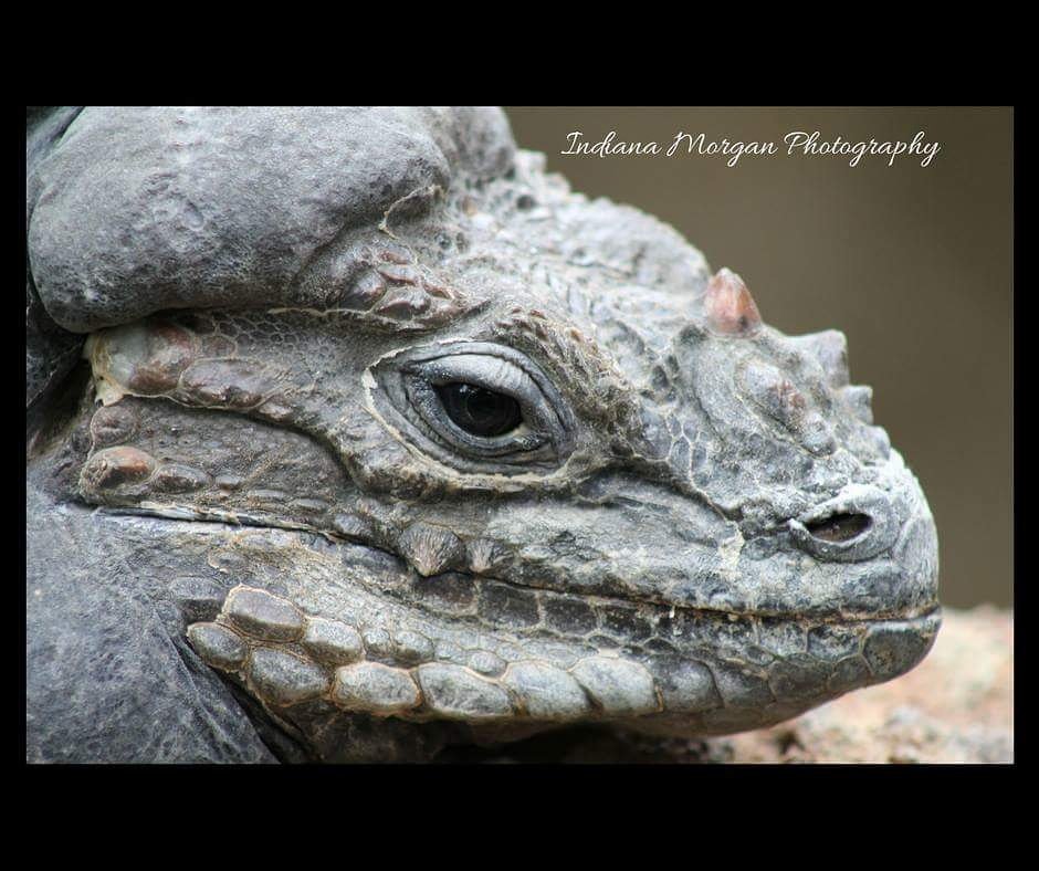 indiphotograph's tweet photo. #dragon #lizard #reptiles #wildlife #wildlifephotography https://t.co/CZ9Djd7iPm