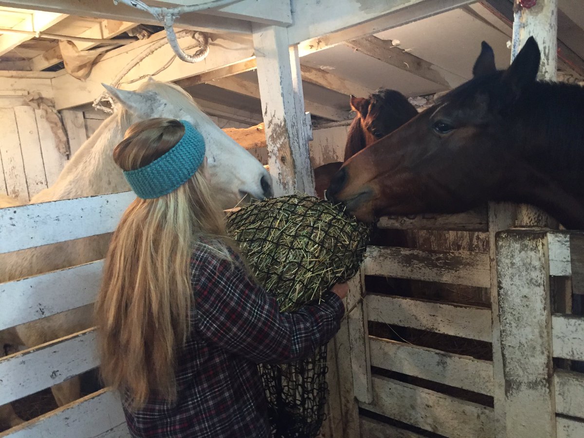 StableBags's tweet image. We are a Canadian company that manufactures &amp;amp; sells slow feed hay net bags for livestock feeding. For horses, goats, sheep, llamas etc.