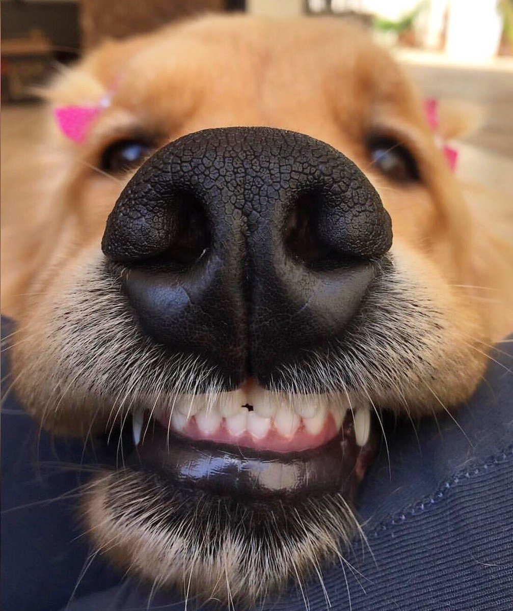 boopmynose's tweet photo. Boop 👆
📷: @serena.gff
🐶: Golden Retriever
#boopmynose

https://t.co/LVirbTj1AL https://t.co/nj3ehfC4vN