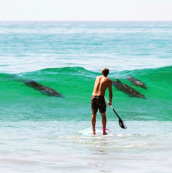 RealSaltLife's tweet photo. #TeamSaltLife Colin McPhillips sharing the waves with some locals 🐬 📷:@jeffreyfortuna

#LiveSalty https://t.co/608SIt4YNP