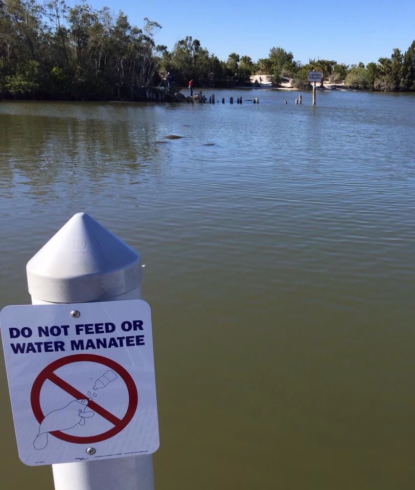 BeachDogsCB's tweet image. Do not water the manatees!  #beachdogs #hotdogs #haulovercanal #manatee