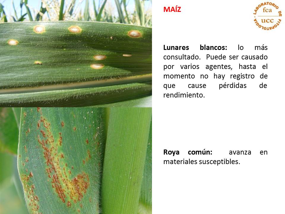 En plena campaña de maíz!!! A tener en cuenta!!