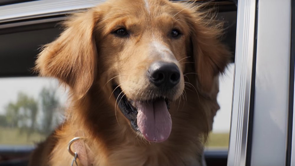 Variety's tweet photo. .@peta is planning nationwide protests for #ADogsPurpose's opening https://t.co/1aelTFxupS https://t.co/LCyPBtUEPg