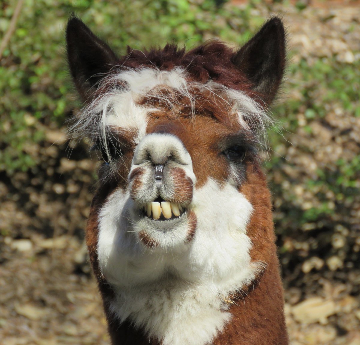 stlzoo's tweet photo. #definecuteanimal We love all our animals. Beauty is in the eye of the beholder. #freemanthealpaca #cuteanimaltweetoff #animalsalways https://t.co/iDIeKeRqWq
