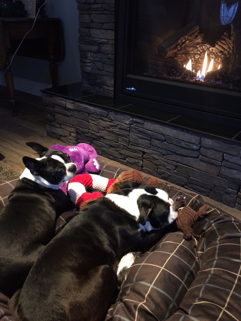 coadyjy's tweet photo. My pups loving their new bed #cuddlebuddys https://t.co/RHZAbY5HzO