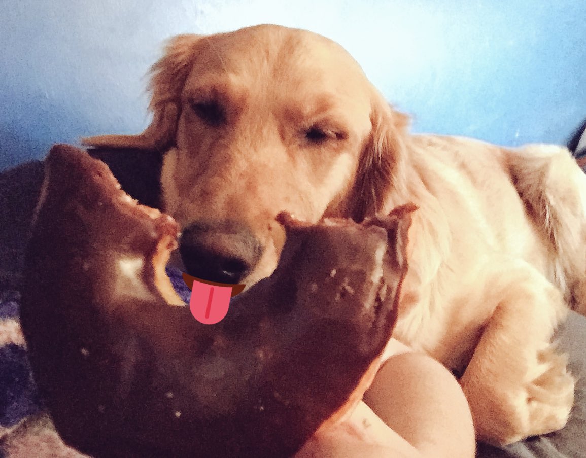 lizardqueen14's tweet photo. Even doggies run on Dunkin! @DunkinDonuts #rufflife #zoeluvsdonuts #zonuts https://t.co/V8DyJXqCGu