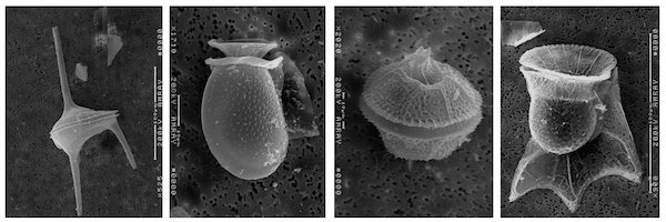 WRMarineSpecies's tweet photo. Scientists map the genetic evolution of dinoflagellates for the first time 
https://t.co/dttbv02YfT #marinespecies @UMCES https://t.co/Mf7dioLhQK