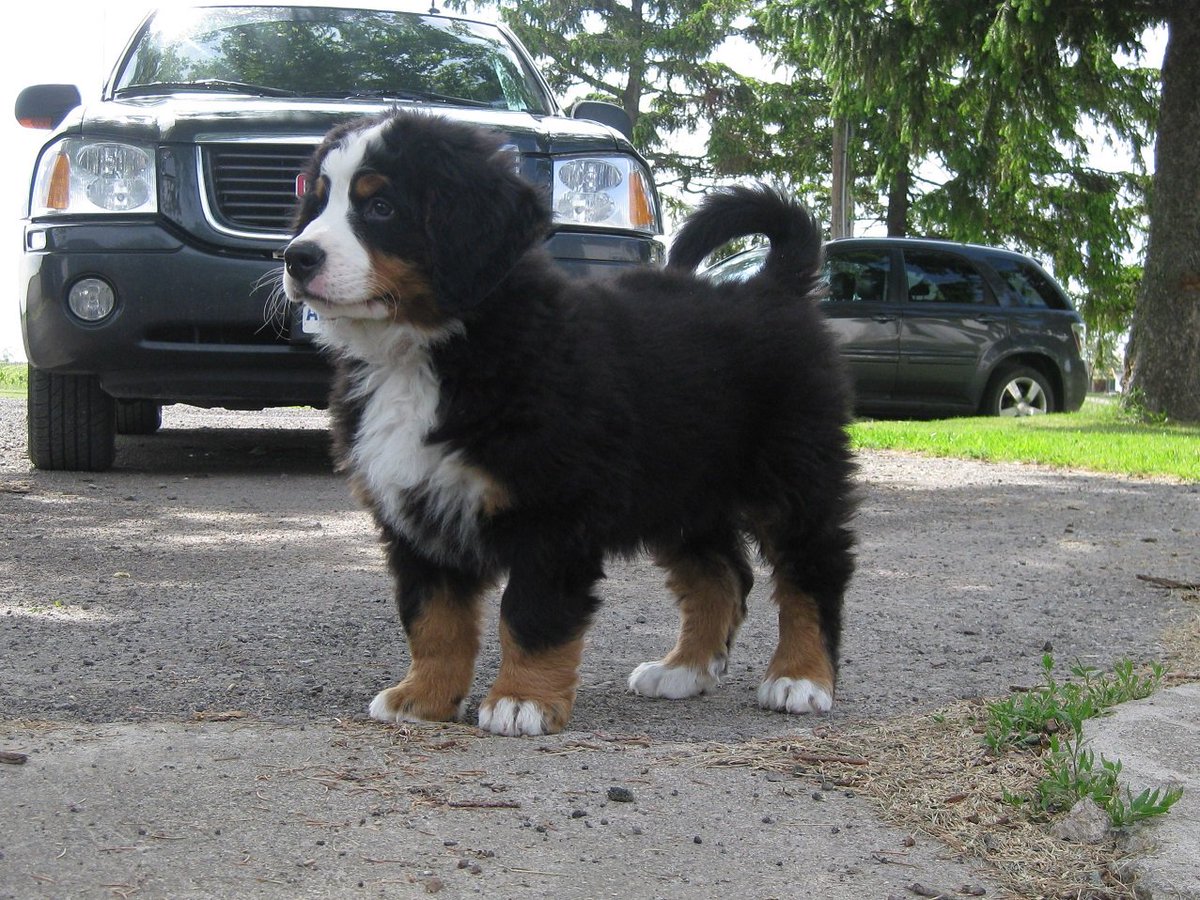 SueAnnStaff's tweet photo. #TBThursday to when #brixdog was easily mistaken for a Gund stuffed animal. #winerydog #bernesemountaindog #cutestdogEVER https://t.co/ikEHv8hdBp